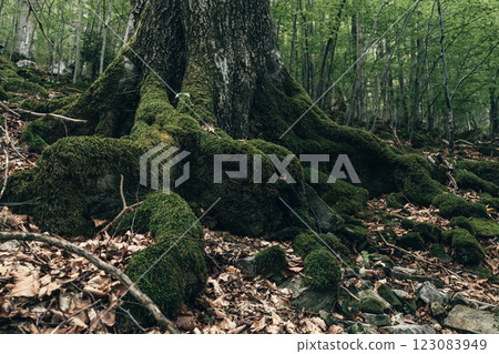 The roots of a towering tree stretch out, covered in thick, vibrant moss. The roots of a towering tree stretch out, covered in thick, vibrant moss. 123083949