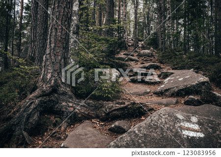 A rocky, uneven trail climbs steeply through the forest, surrounded by dense foliage and tall trees. A rocky, uneven trail climbs steeply through the forest, surrounded by dense foliage and tall trees. 123083956