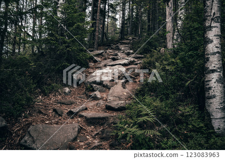 A rocky, uneven trail climbs steeply through the forest, surrounded by dense foliage and tall trees. A rocky, uneven trail climbs steeply through the forest, surrounded by dense foliage and tall trees. 123083963