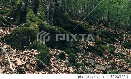 The roots of a towering tree stretch out, covered in thick, vibrant moss. 123083964