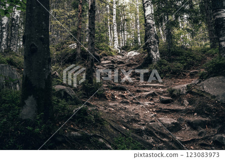 A rocky, uneven trail climbs steeply through the forest, surrounded by dense foliage and tall trees. A rocky, uneven trail climbs steeply through the forest, surrounded by dense foliage and tall trees. 123083973