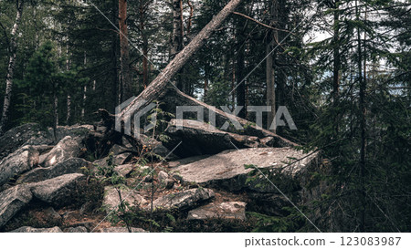 Struggle of the Forest: A Tree Uprooted Among Rocks 123083987