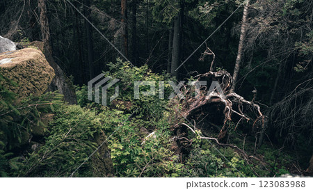 Struggle of the Forest: A Tree Uprooted Among Rocks 123083988