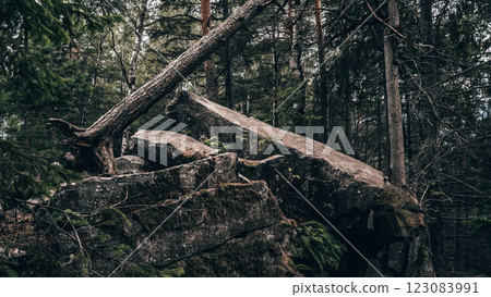 Struggle of the Forest: A Tree Uprooted Among Rocks 123083991
