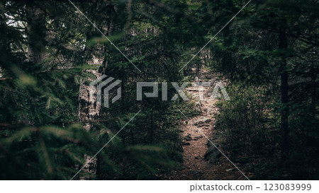 A rocky, uneven trail climbs steeply through the forest, surrounded by dense foliage and tall trees. A rocky, uneven trail climbs steeply through the forest, surrounded by dense foliage and tall trees. 123083999
