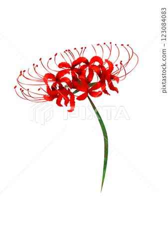紅蜘蛛百合的水彩風格插圖 123084083