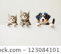 Two kittens and an australian shepherd puppy looking up above a white banner 123084101