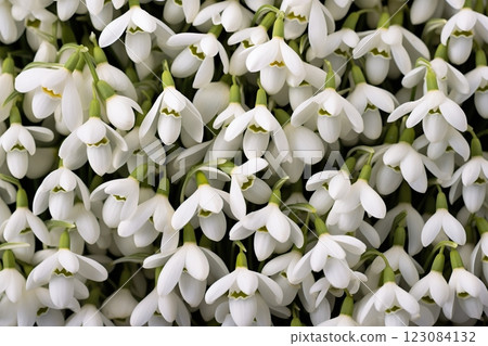 White snowdrop flowers background 123084132