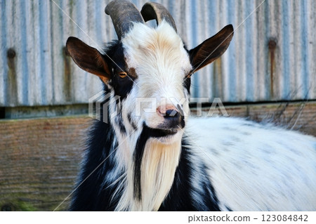 Goat (Murakami Farm, Eniwa City, Hokkaido) 123084842