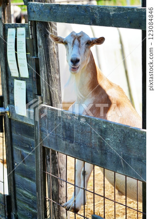 山羊（北海道惠庭市村上農場） 123084846