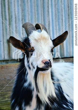 山羊（北海道惠庭市村上農場） 123084848