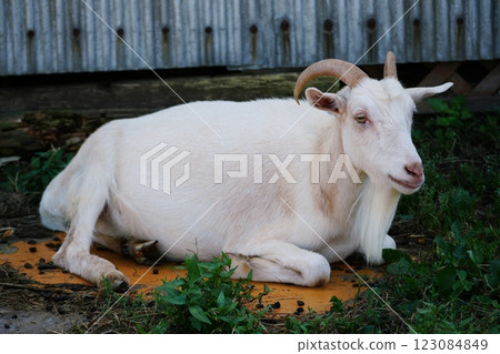 Goat (Murakami Farm, Eniwa City, Hokkaido) Goat (Murakami Farm, Eniwa City, Hokkaido) 123084849