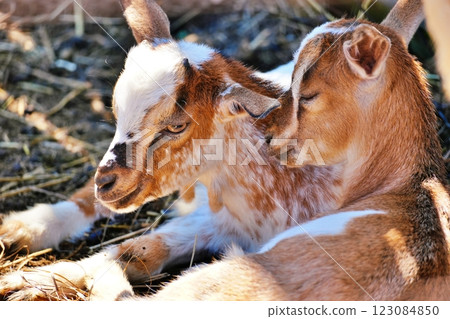 小山羊（北海道惠庭市村上農場） 123084850
