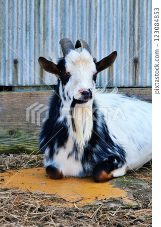 Goat (Murakami Farm, Eniwa City, Hokkaido) 123084853