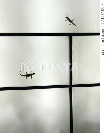 壁虎照明 123085099