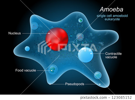 Anatomy of an amoeba proteus 123085152
