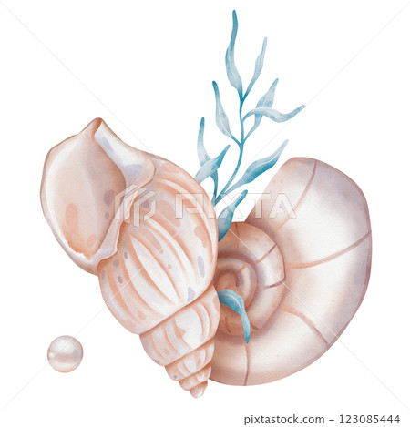 Watercolor composition of Seashells and Seaweed. hand drawn illustration of Sea Shell and brown Algae on isolated background. Undersea element for design in marine vintage style. 123085444