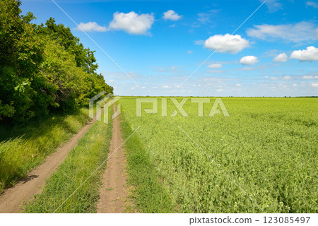 Country road through young pea field and blue sky with white clouds. 123085497