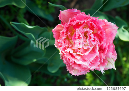 Ice cream kind exotic tulip - unusual Netherlands sort - flowering in a rural garden. Top view. Ice cream kind exotic tulip - unusual Netherlands sort - flowering in a rural garden. Top view. 123085697