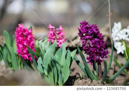 Colorful hyacinths flowering in a spring garden - selective focus. Colorful hyacinths flowering in a spring garden - selective focus. 123085700