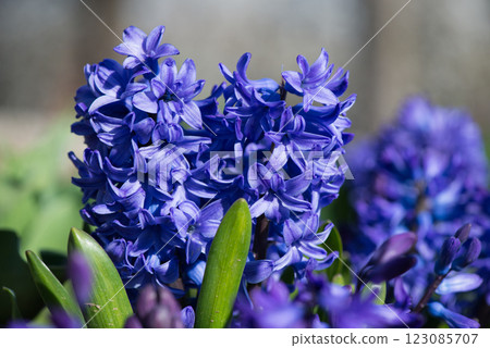 Colorful hyacinths flowering in a spring garden - selective focus. Colorful hyacinths flowering in a spring garden - selective focus. 123085707