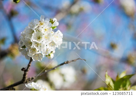 Close up of blooming cherry branches against the blue sky - selective focus, copy space 123085711