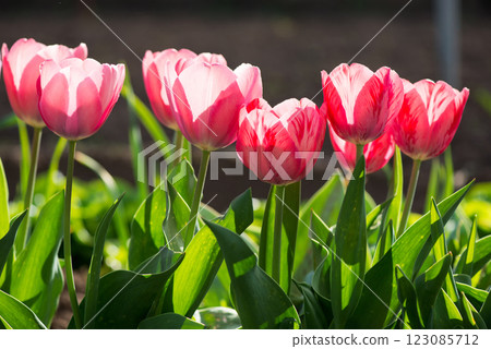 Pink tulips blooming in a spring garden - selective focus. Pink tulips blooming in a spring garden - selective focus. 123085712