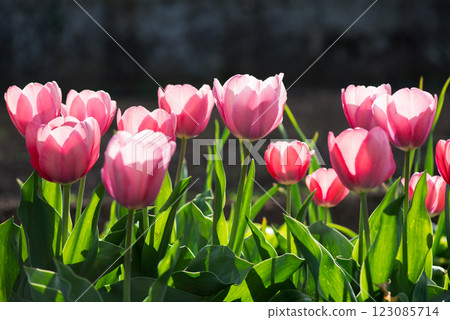 Pink tulips blooming in a spring garden - selective focus. Pink tulips blooming in a spring garden - selective focus. 123085714