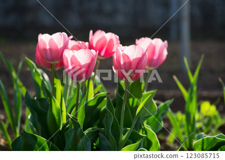 Pink tulips blooming in a spring garden - selective focus. 123085715