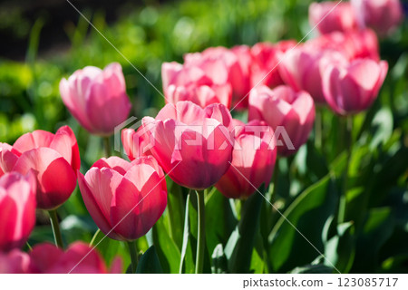 Pink tulips blooming in a spring garden - selective focus. Pink tulips blooming in a spring garden - selective focus. 123085717