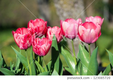 Pink tulips blooming in a spring garden - selective focus. Pink tulips blooming in a spring garden - selective focus. 123085720