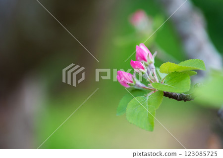Spring blossom: branch of a blossoming apple tree on garden background - selective focus, space for text Spring blossom: branch of a blossoming apple tree on garden background - selective focus, space for text 123085725