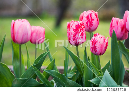 Pink tulips blooming in a spring garden - selective focus. 123085726