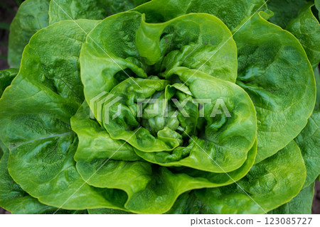 Close up of fresh organic lettuce growing in a greenhouse - selective focus Close up of fresh organic lettuce growing in a greenhouse - selective focus 123085727