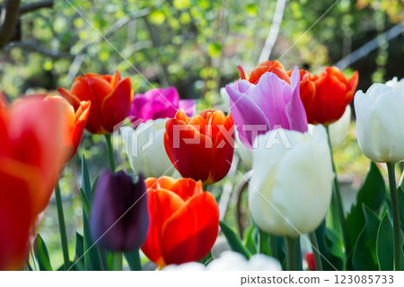 Flowering tulips in a spring garden - selective focus Flowering tulips in a spring garden - selective focus 123085733