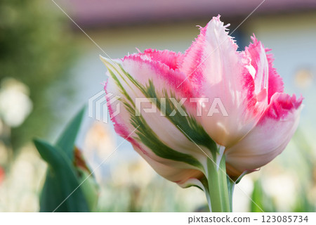 Close up of an Ice cream kind exotic tulip - unusual Netherlands sort - flowering in a rural garden. Selective focus. 123085734