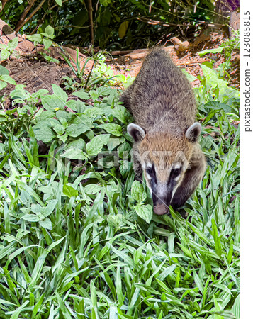 Close-up of a coati in a lush green forest searching for food Close-up of a coati in a lush green forest searching for food 123085815