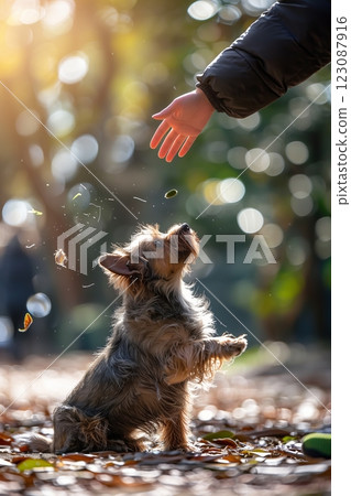 A playful dog reaching for treats in a sunlit park during fall. 123087916