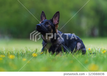 German shepherd puppy on the grass in the garden. Selective focus 123088836