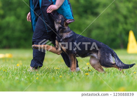 German shepherd puppy in training in summer park. Selective focus German shepherd puppy in training in summer park. Selective focus 123088839