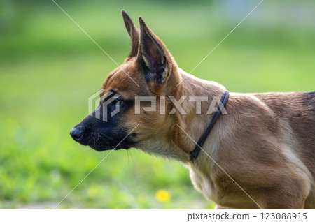 Portrait of a belgian Shepherd malinois puppy on a green grass background 123088915