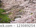 河畔櫻花盛開 123089254