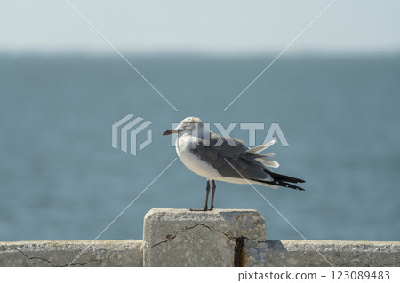 Wild seagull water bird perching on harbor railing in Florida. Wildlife in Southern USA Wild seagull water bird perching on harbor railing in Florida. Wildlife in Southern USA 123089483
