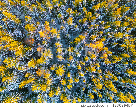 Snow-covered trees blanket the ground, creating a serene winter landscape. Golden and green peaks contrast against the white, showcasing nature's beauty in a tranquil scene. 123089497