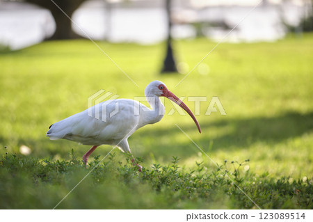 White ibis wild bird, also known as great egret or heron walking on grass in town park in summer 123089514