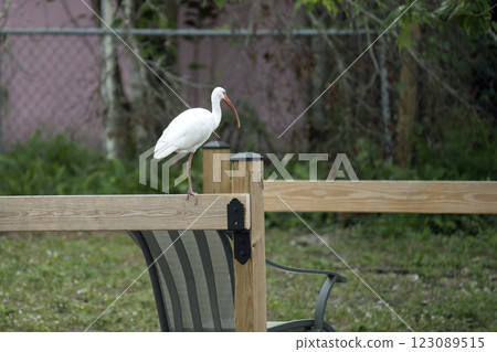 White ibis wild bird perching on backyard fence in Florida 123089515