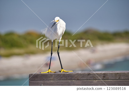 White heron wild sea bird, also known as great egret on seaside in summer 123089516