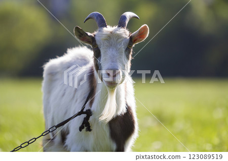 White and brown domestic goat with long steep horns, yellow eyes and white beard tied with chain looking straight in camera Farming of useful animals, healthy meat, cheese and milk production concept. White and brown domestic goat with long steep horns, yellow eyes and white beard tied with chain looking straight in camera Farming of useful animals, healthy meat, cheese and milk production concept. 123089519
