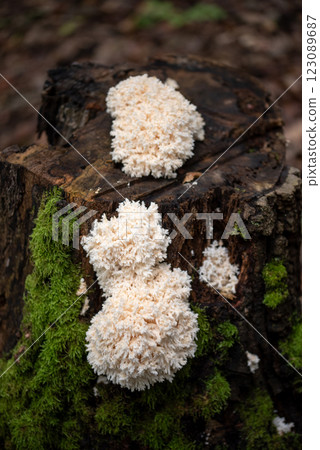 Hericium coralloides. saprotrophic fungus, commonly known as coral tooth fungus or comb coral mushroom Hericium coralloides. saprotrophic fungus, commonly known as coral tooth fungus or comb coral mushroom 123089687