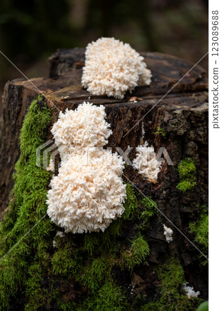 Hericium coralloides. saprotrophic fungus, commonly known as coral tooth fungus or comb coral mushroom 123089688